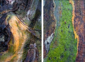 bronwyn-yellow-gum-1